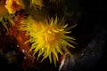 Yellow Sun Coral - Tubastraea Royalty Free Stock Photo