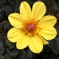 Yellow Petal Sun Dahlia Mandala