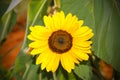 Yellow Sun flower in the blu sky with bee