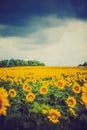 Yellow sun flowers on outdoor plant