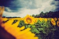 Yellow sun flowers on outdoor plant