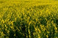 Yellow Sun Hemp Field Crop View Royalty Free Stock Photo