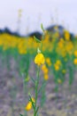 Yellow sun hemp flower field Royalty Free Stock Photo