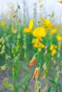 Yellow sun hemp flower field Royalty Free Stock Photo