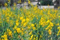 Yellow sun hemp flower field Royalty Free Stock Photo