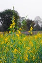 Yellow sun hemp flower field Royalty Free Stock Photo