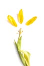 Yellow sun sign of petals isolated on white background. Reincarnation symbol. Spring Wilted tulip decorative design