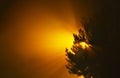 Yellow sun with sun rays rising up behind pine trees