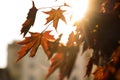 Yellow sun tree macro autumn leaf orange Royalty Free Stock Photo