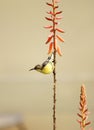 Yellow Sunbird Wildlife on Aloe Vera Plant Flower Royalty Free Stock Photo