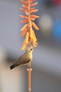 Yellow Sunbird Wildlife India on Aloe Vera Plant Flower Royalty Free Stock Photo