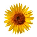 Yellow sunflower Royalty Free Stock Photo