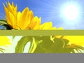 Yellow sunflower Royalty Free Stock Photo