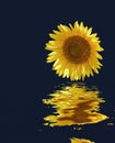 Yellow sunflower Royalty Free Stock Photo