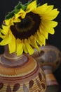 Yellow Sunflower Royalty Free Stock Photo