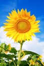 Yellow sunflower against blue sky Royalty Free Stock Photo