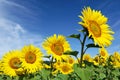 Yellow sunflower on the background of blue sky and foggy cloud Royalty Free Stock Photo