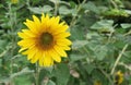 Yellow sunflower on a background of green foliage