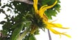 Yellow sunflower at backyard