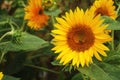 Yellow sunflower at backyard ornamental garden Royalty Free Stock Photo