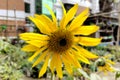 Yellow Sunflower Capturing the Radiance of Nature's Sunshine Royalty Free Stock Photo