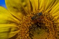 Yellow sunflower with bee collecting pollen. Macro view of sunflower in bloom. Natural flower background Royalty Free Stock Photo