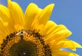 Yellow sunflower with bee collecting pollen and nectar Royalty Free Stock Photo