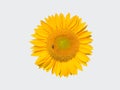 Yellow sunflower with bee isolated Royalty Free Stock Photo