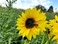 Sunflower and bee in the meadow