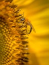 Extreme close up of Sunflower with bee vertical Royalty Free Stock Photo