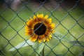 Yellow sunflower behind a wire fence Royalty Free Stock Photo