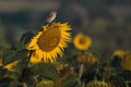 Yellow sunflower bird green field Royalty Free Stock Photo