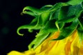 Yellow sunflower on black background, horizontal view, cropped shot. Colorful flower, close up shot. Royalty Free Stock Photo