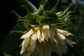 Yellow Sunflower black background natural photos