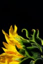 Yellow sunflower on black background, vertical view, cropped shot. Colorful flower, close up shot. Royalty Free Stock Photo