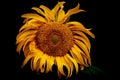 Yellow sunflower on a black background