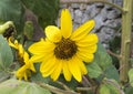 Yellow sunflower bloom in Locorotondo, Italy.