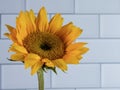 Yellow sunflower bloom up close in macro photography shot against a white subway tile background Royalty Free Stock Photo