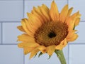 Yellow sunflower bloom up close in macro photography shot against a white subway tile background