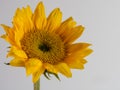 Yellow sunflower bloom up close in macro photography shot on a white background.  Beautiful nature Royalty Free Stock Photo
