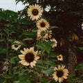 Yellow Sunflower blooming on autumn season 3 Royalty Free Stock Photo