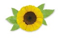 Yellow sunflower blooming with green leaves Isolated Royalty Free Stock Photo