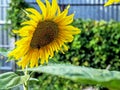 Yellow sunflower blooms and bumblebee collects nectar, macro Royalty Free Stock Photo