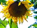 Yellow sunflower blooms and bumblebee collects nectar, macro Royalty Free Stock Photo