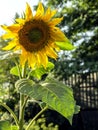 Yellow sunflower blooms and bumblebee collects nectar, macro Royalty Free Stock Photo