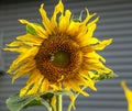 Yellow sunflower blooms and bumblebee collects nectar, macro Royalty Free Stock Photo