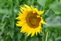 Yellow sunflower blossom with bee collecting nectar closeup, green background Royalty Free Stock Photo