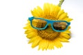 Yellow sunflower in blue glasses close up isolated on white background Royalty Free Stock Photo