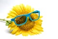 Yellow sunflower in blue glasses close up isolated on white background Royalty Free Stock Photo