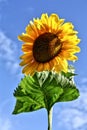 Yellow sunflower on blue sky